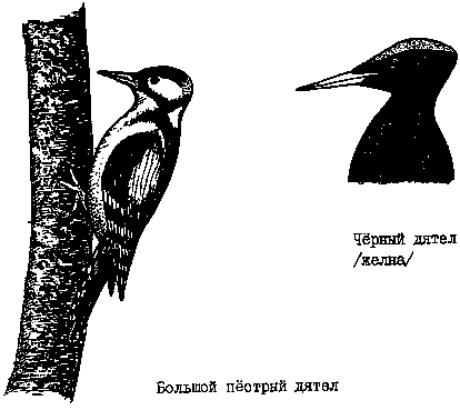 Птицы из отряда дятлообразных: большой пёстрый дятел, чёрный дятел (желна)