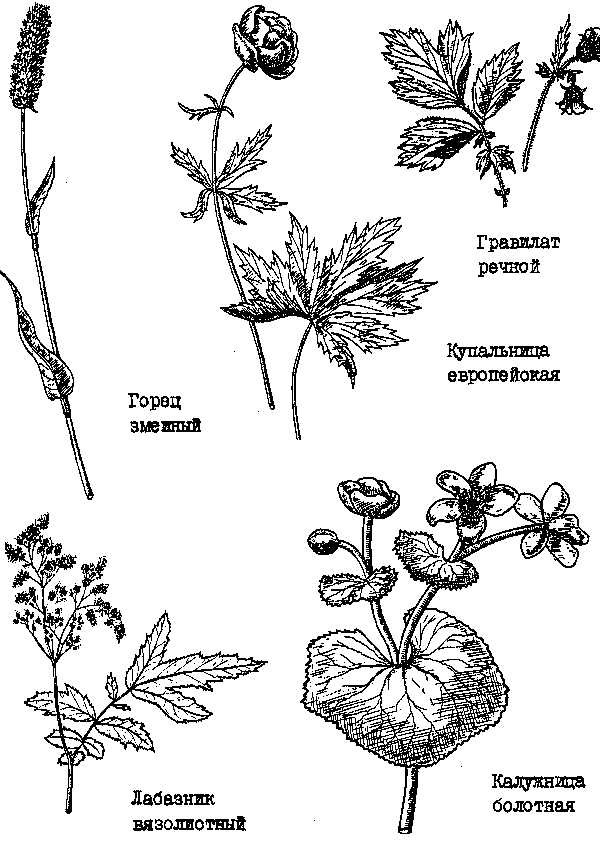 Травянистые растения Масловского болота и примыкающих к нему сырых лугов