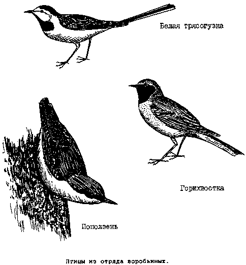 Птицы из отряда воробьиных: белая трясогузка, горихвостка, поползень