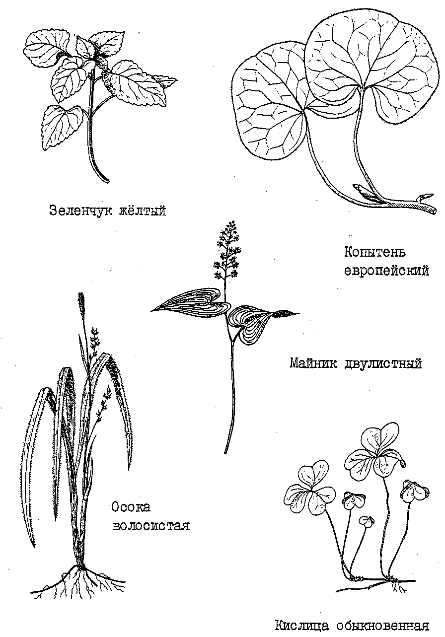 Растения